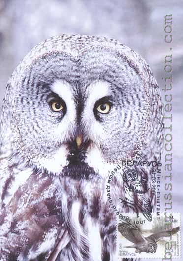 Tawny owl (Strix nebulosa)